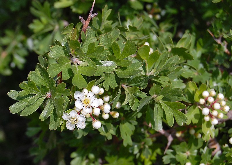 Crataegus monogyna / Biancospino comune